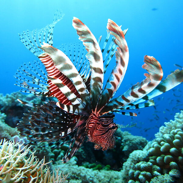Egypt top travel Glass bottom boat excursion Sharm el sheikh