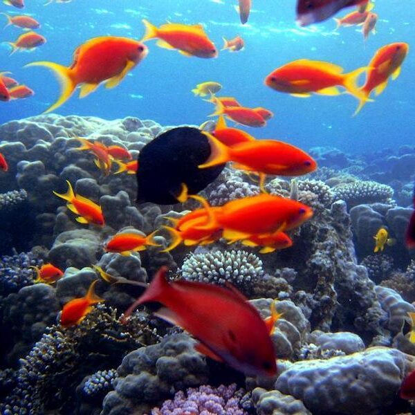 Egypt top travel Glass bottom boat excursion Sharm el sheikh
