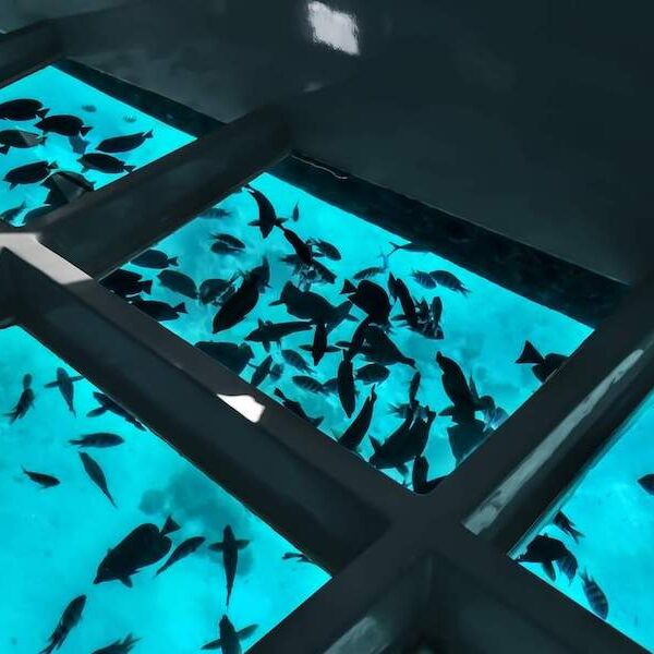 Egypt top travel Glass bottom boat excursion Sharm el sheikh