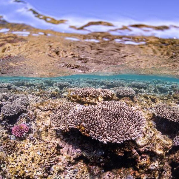 Egypt top travel Glass bottom boat excursion Sharm el sheikh