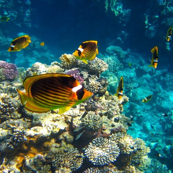 Egypt top travel Submarine Sea scope in Sharm El Sheikh