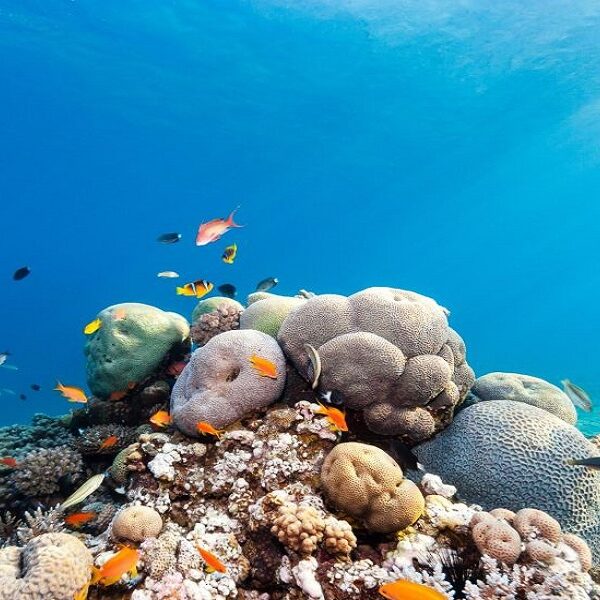 tiran island snorkelling and diving boat trip full day with lunch
