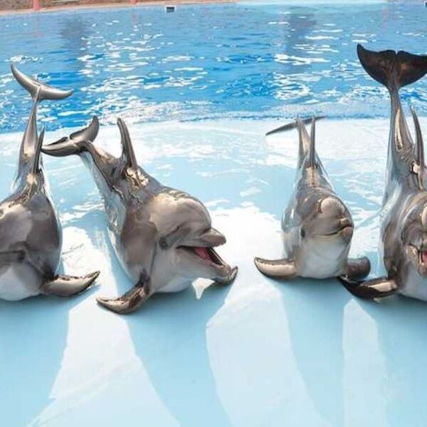 Dolphin show Egypt top travel
