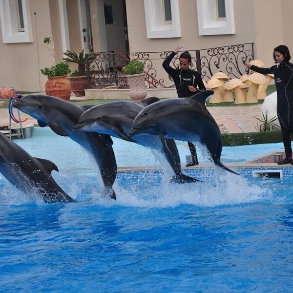 Dolphin show Egypt top travel