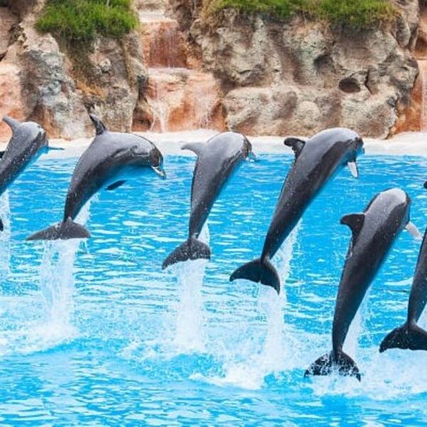 Dolphin show Egypt top travel
