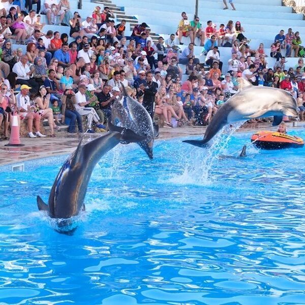 Dolphin show Egypt top travel