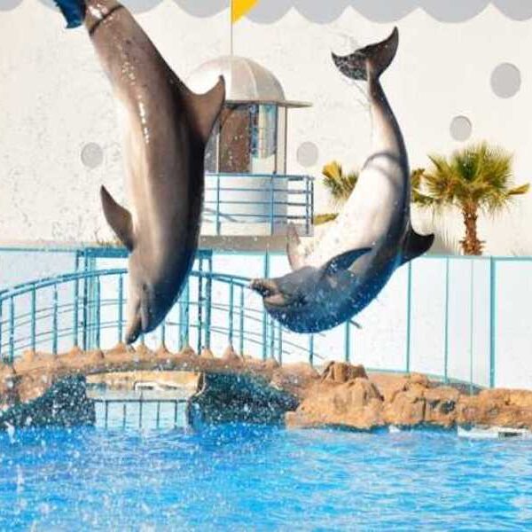 Dolphin show Egypt top travel