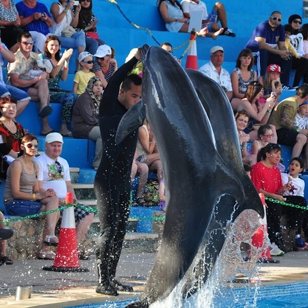 Dolphin show Egypt top travel