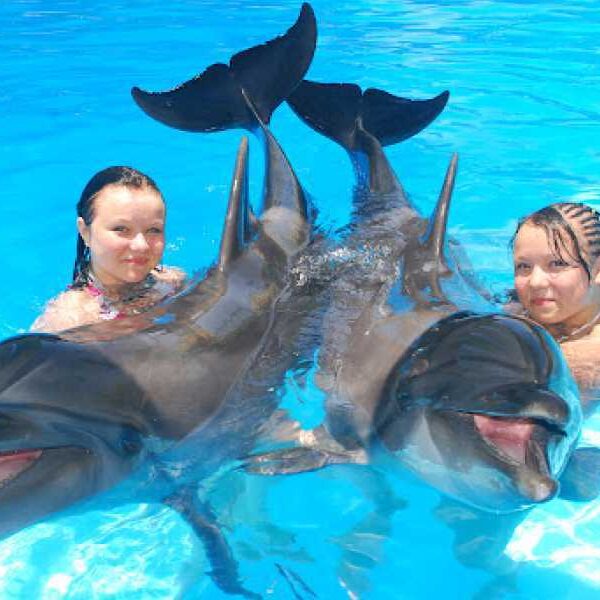 Egypt top travel swimming with dolfins