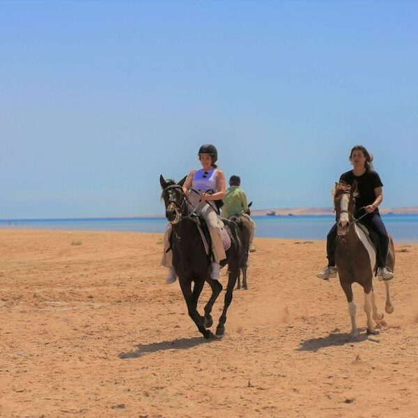 Egypt top travel horse ride the beach in national park nabq