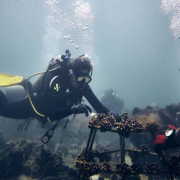 Egypt top travel SS Thistelgorm wreck diving from Sharm el Sheikh