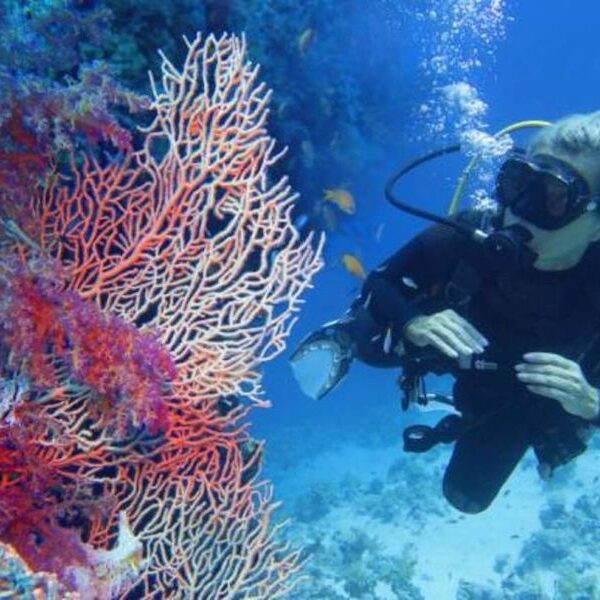 Egypt top travel course padi open water in Sharm el sheikh