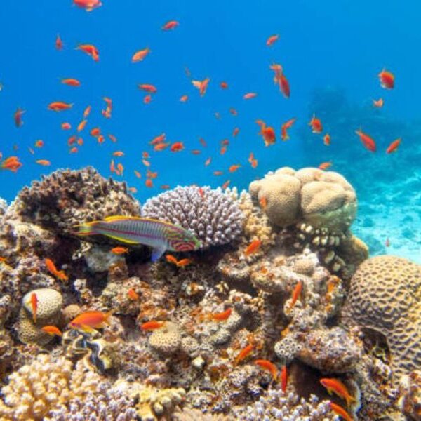 Egypt top travel course padi open water in Sharm el sheikh