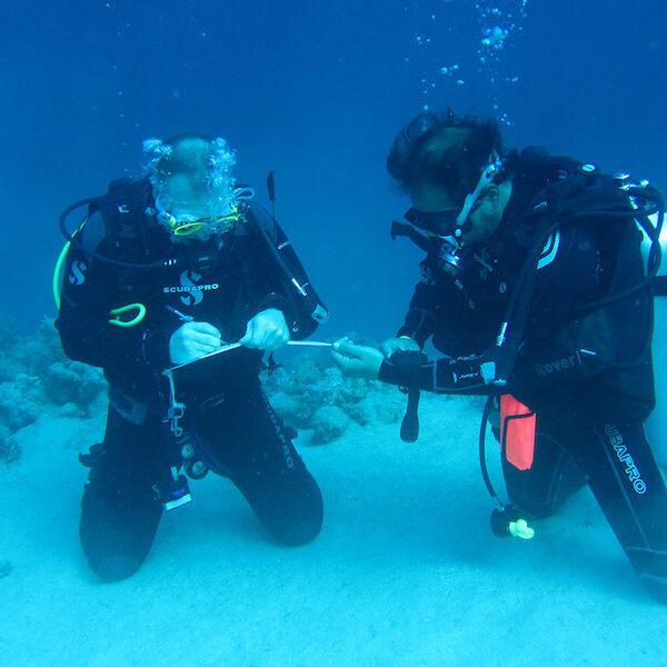 Egypt top travel course padi open water in Sharm el sheikh