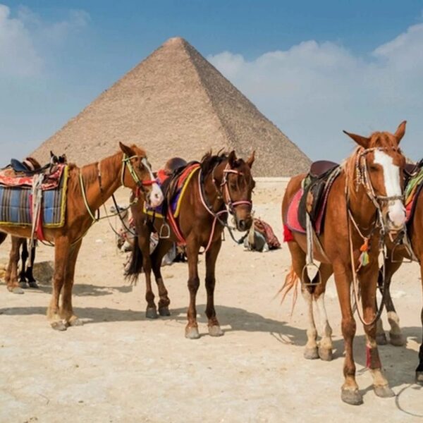 Egypt top travel , Cairo Alexandria from Sharm el sheikh