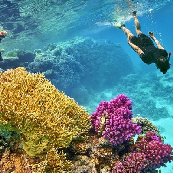 Ras Mohamed by bus half day Egypt top travel